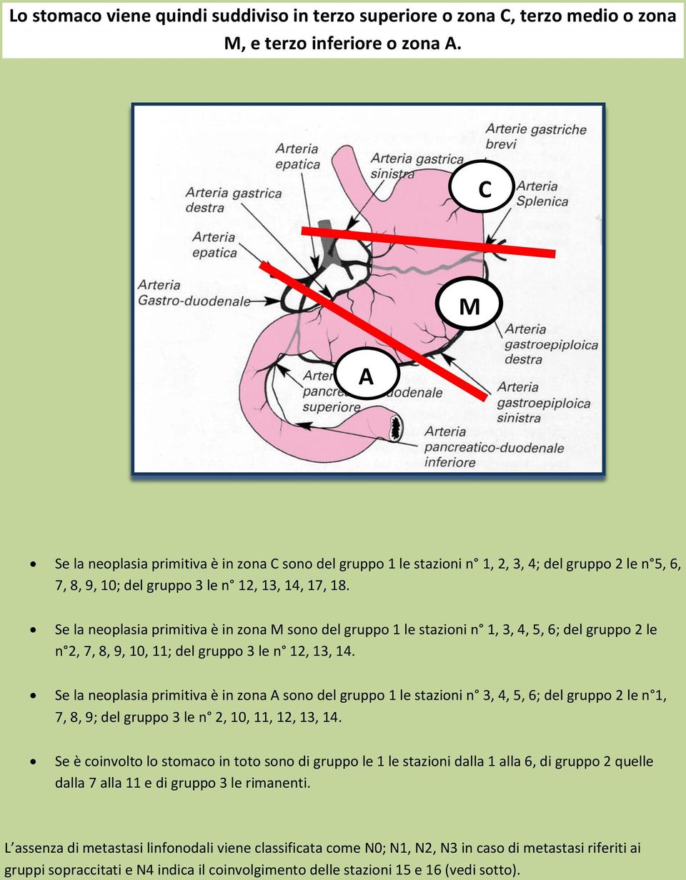 Se la neoplasia primitiva è in zona M sono del gruppo 1 le stazioni n 1, 3, 4, 5, 6; del gruppo 2 le n 2, 7, 8, 9, 10, 11; del gruppo 3 le n 12, 13, 14.