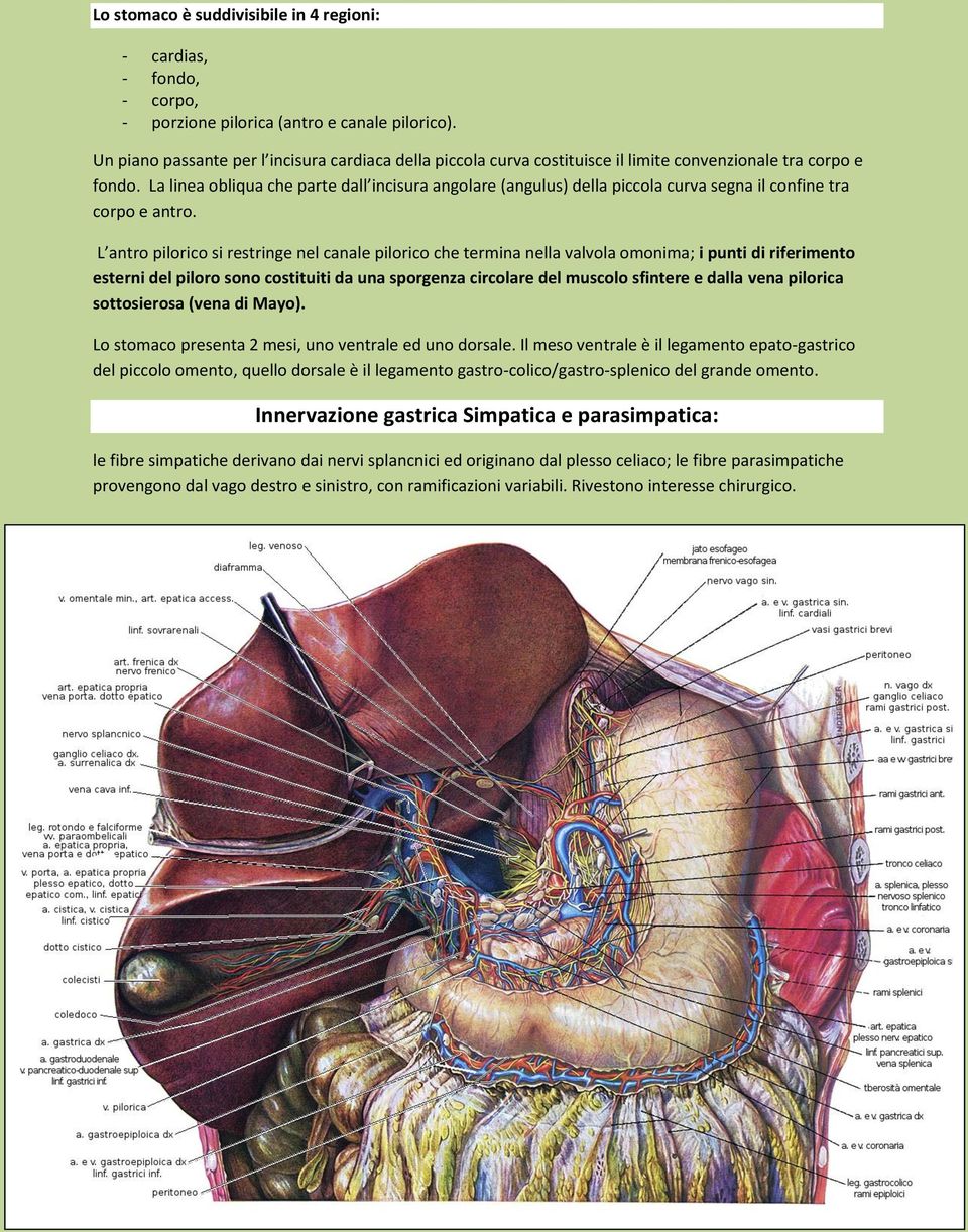 La linea obliqua che parte dall incisura angolare (angulus) della piccola curva segna il confine tra corpo e antro.