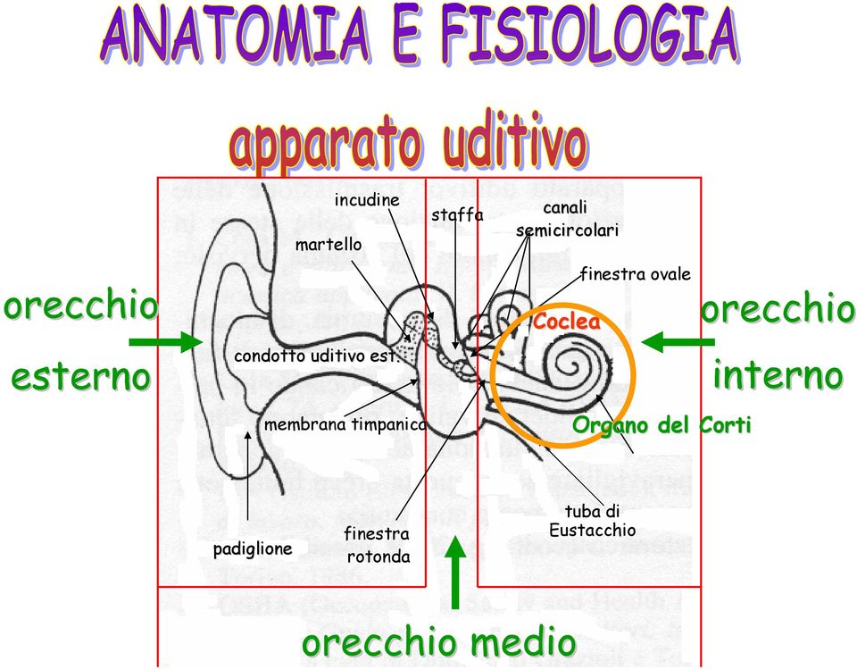 membrana timpanica staffa canali semicircolari Coclea