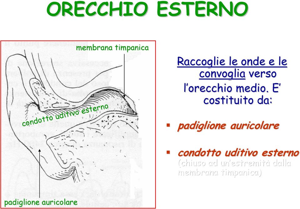 E E costituito da: padiglione auricolare condotto uditivo esterno