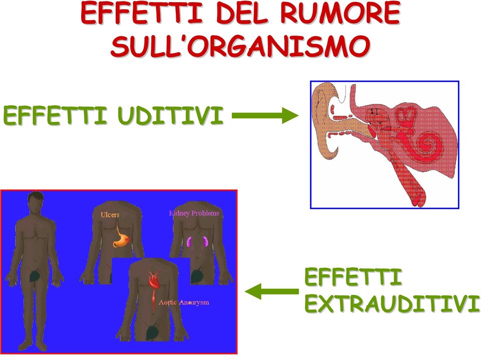 ORGANISMO EFFETTI