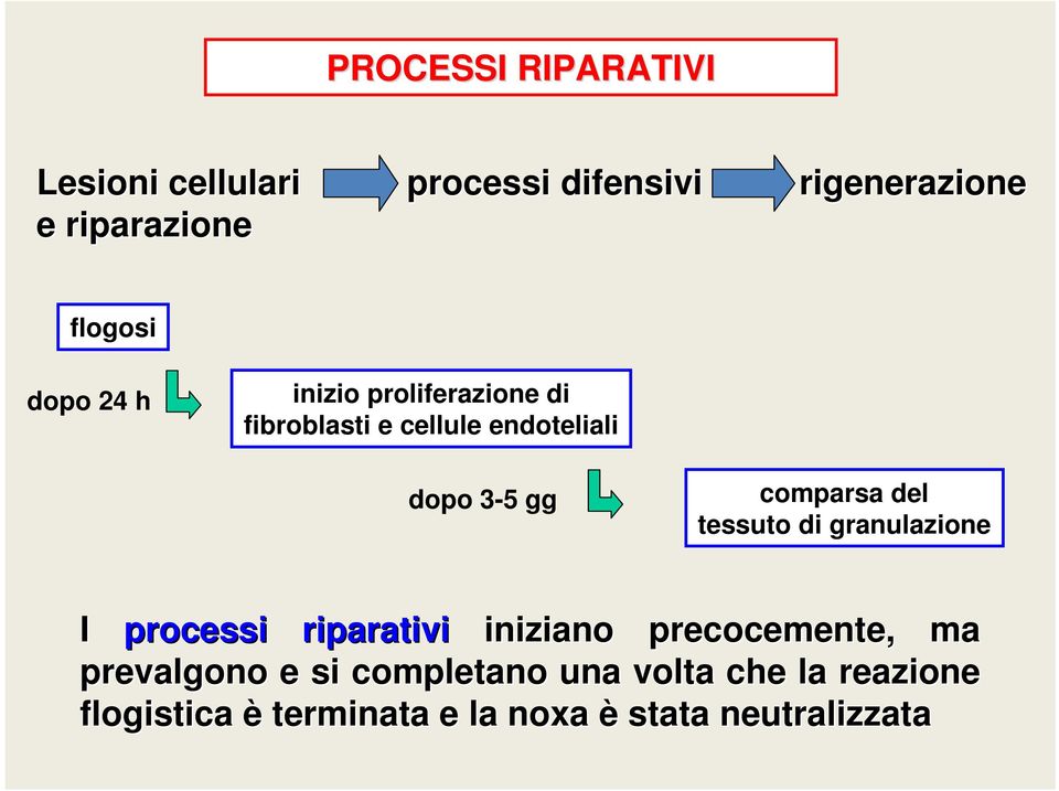 comparsa del tessuto di granulazione I processi riparativi iniziano precocemente, ma