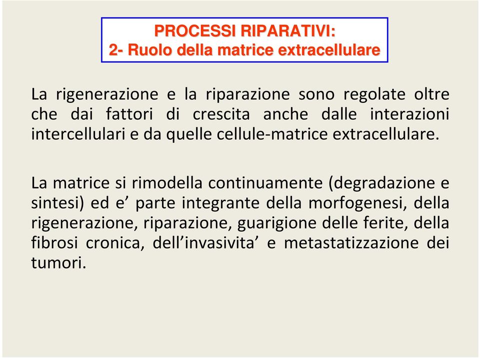 La matrice si rimodella continuamente (degradazione e sintesi) ed e parte integrante della morfogenesi, della