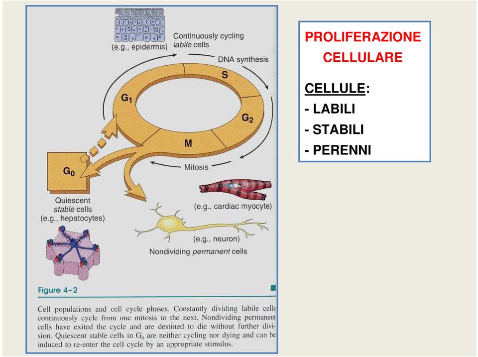 CELLULE: -