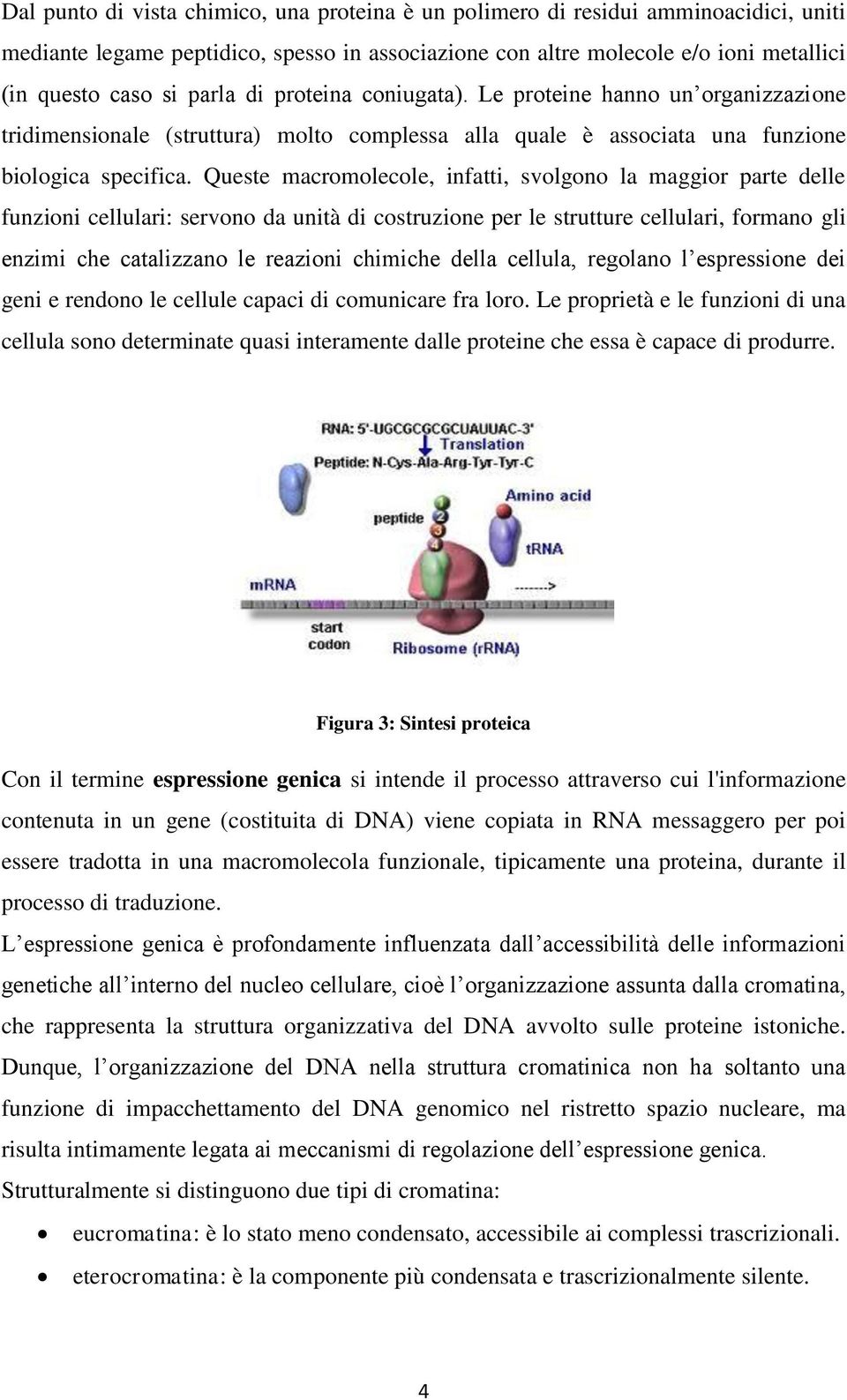 Queste macromolecole, infatti, svolgono la maggior parte delle funzioni cellulari: servono da unità di costruzione per le strutture cellulari, formano gli enzimi che catalizzano le reazioni chimiche