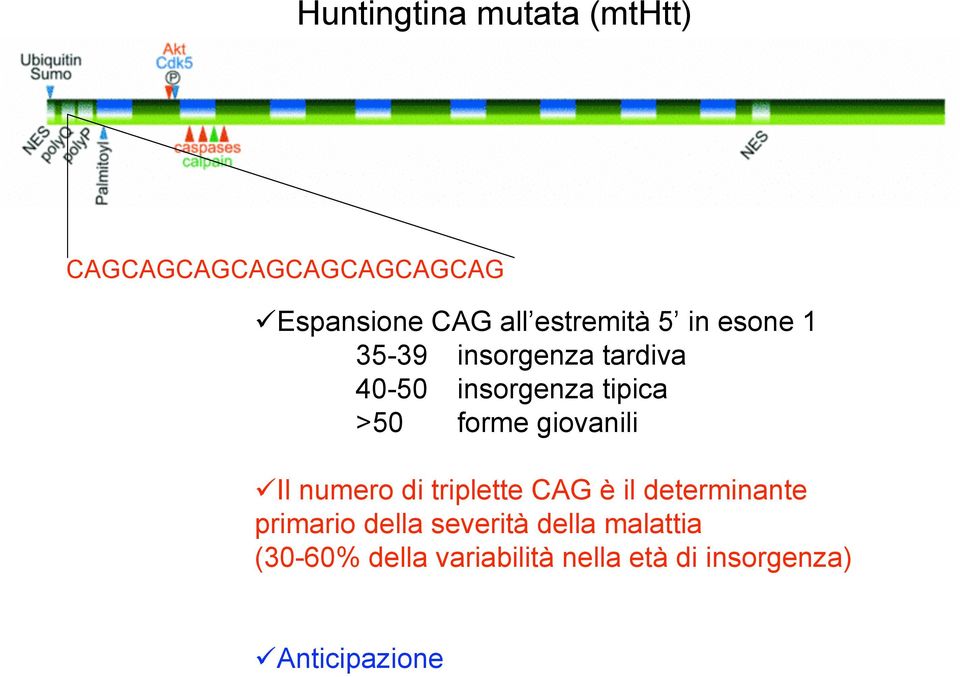 forme giovanili Il numero di triplette CAG è il determinante primario della