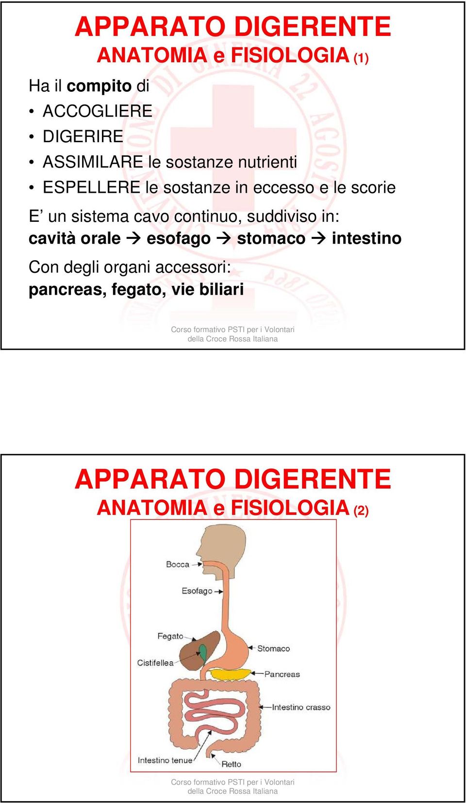sistema cavo continuo, suddiviso in: cavità orale esofago stomaco intestino Con degli