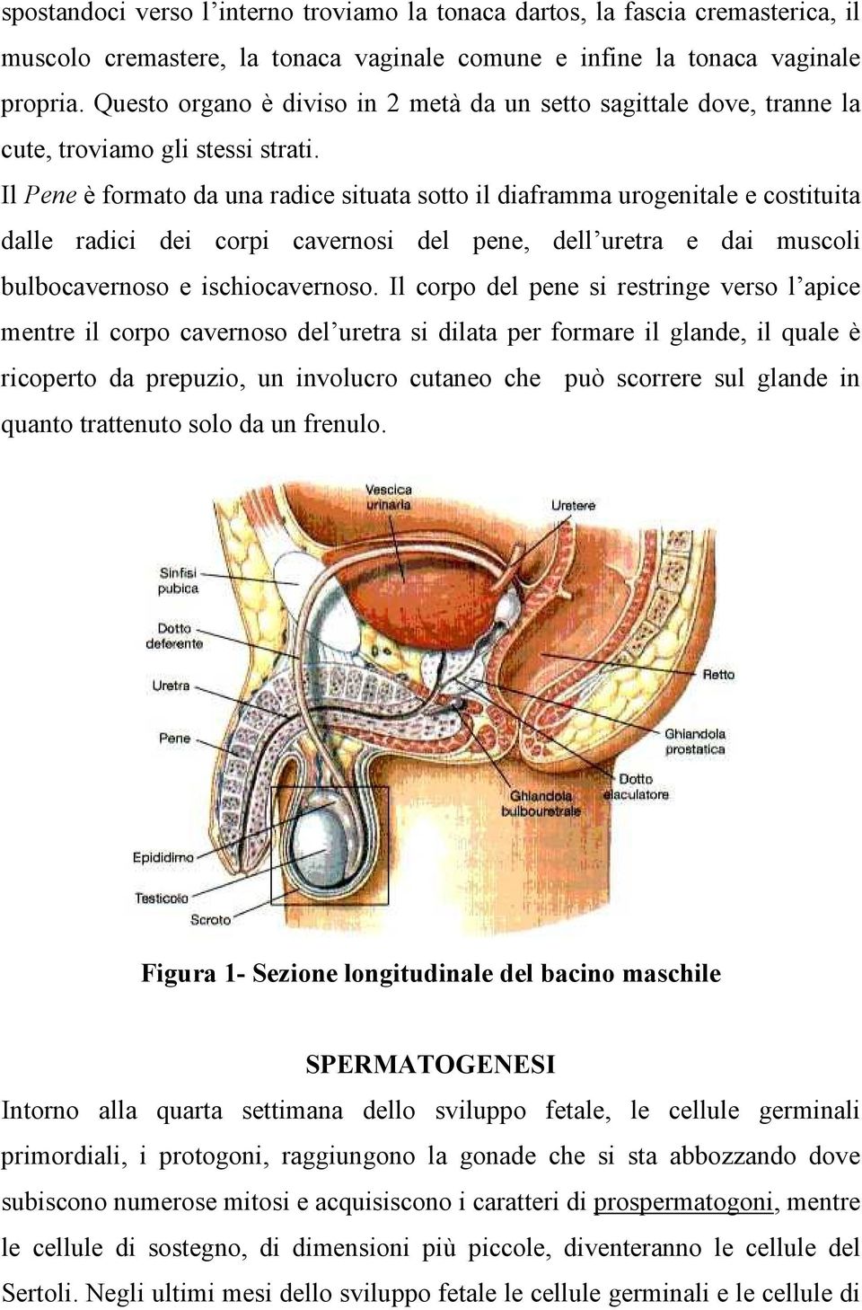 Il Pene è formato da una radice situata sotto il diaframma urogenitale e costituita dalle radici dei corpi cavernosi del pene, dell uretra e dai muscoli bulbocavernoso e ischiocavernoso.