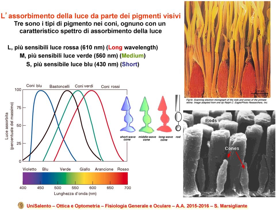 della luce L, più sensibili luce rossa (610 nm) (Long wavelength) M, più