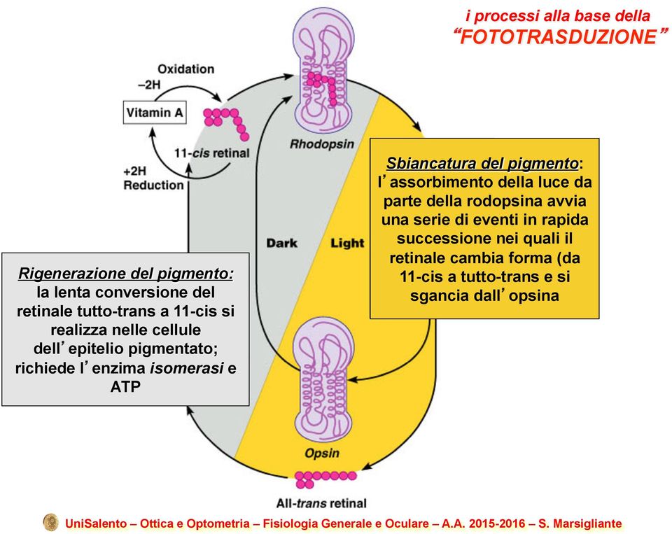 ATP Sbiancatura del pigmento: l assorbimento della luce da parte della rodopsina avvia una serie di