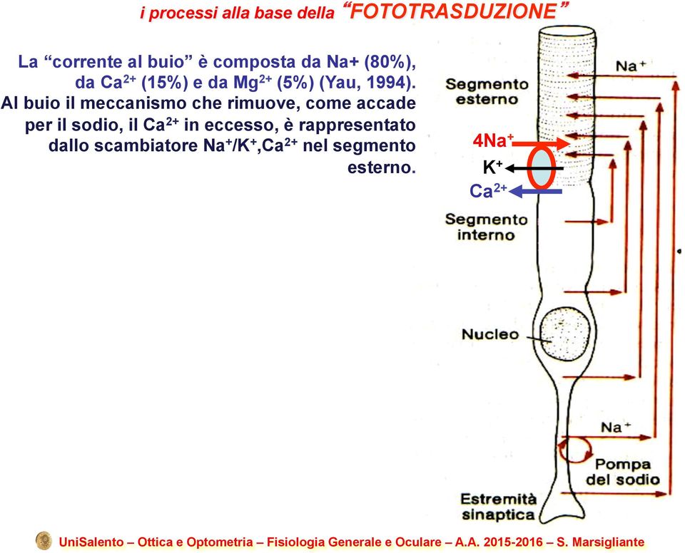 Al buio il meccanismo che rimuove, come accade per il sodio, il Ca 2+ in