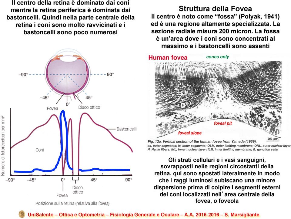 regione altamente specializzata. La sezione radiale misura 200 micron.