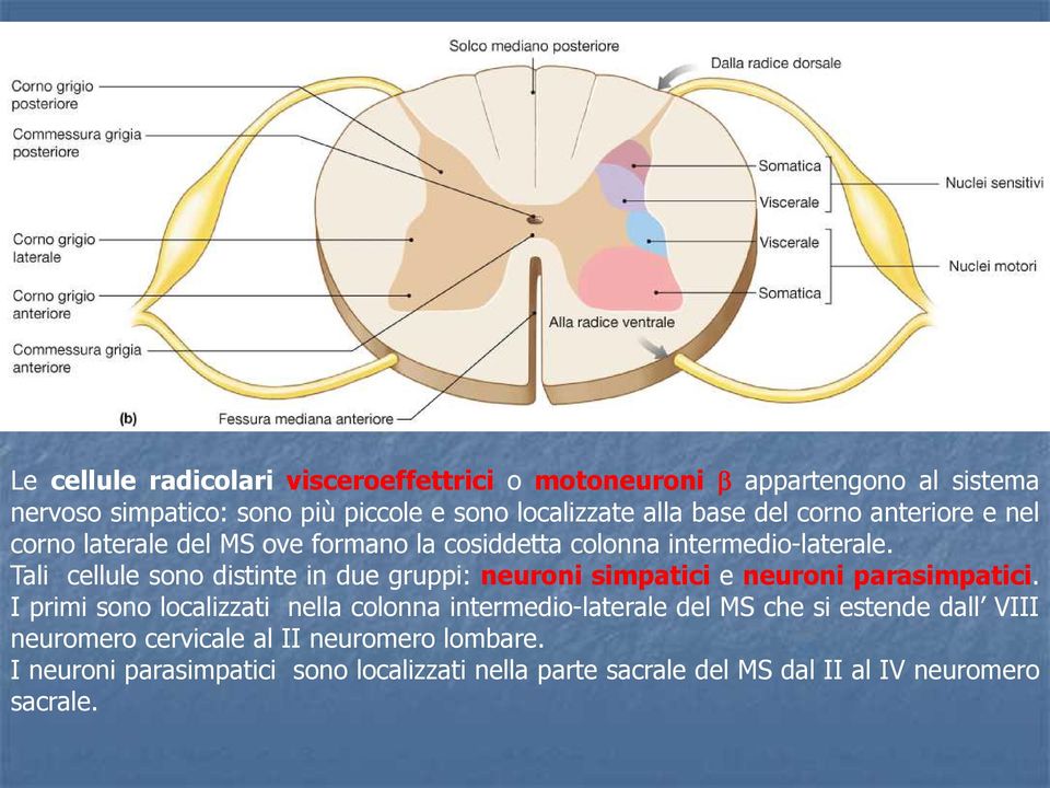 Tali cellule sono distinte in due gruppi: neuroni simpatici e neuroni parasimpatici.