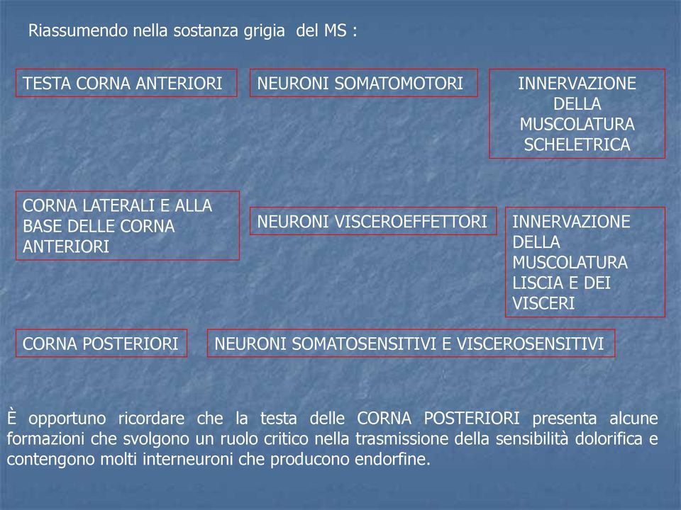 POSTERIORI NEURONI SOMATOSENSITIVI E VISCEROSENSITIVI È opportuno ricordare che la testa delle CORNA POSTERIORI presenta alcune