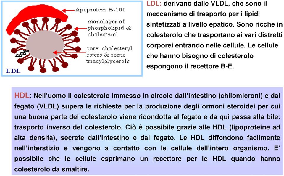 HDL: Nell uomo il colesterolo immesso in circolo dall intestino (chilomicroni) e dal fegato (VLDL) supera le richieste per la produzione degli ormoni steroidei per cui una buona parte del colesterolo