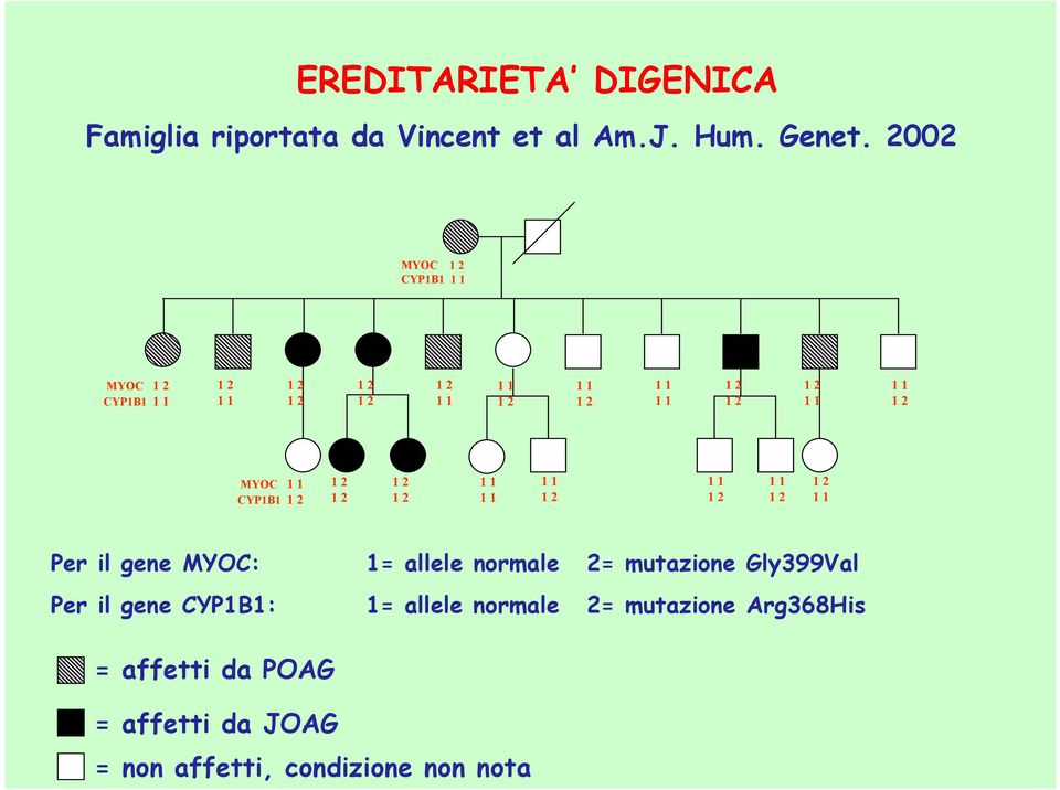 1 1 1 1 1 1 1 1 Per il gene MYOC: Per il gene CYP1B1: 1= allele normale 2= mutazione