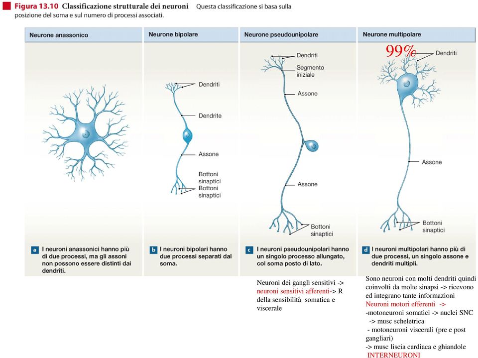 integrano tante informazioni Neuroni motori efferenti -> -motoneuroni somatici -> nuclei SNC ->
