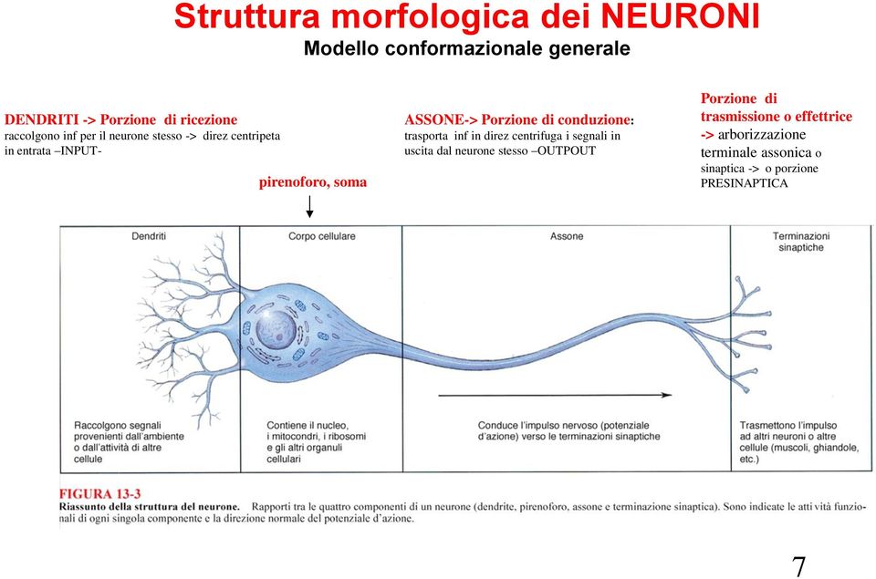 Porzione di conduzione: trasporta inf in direz centrifuga i segnali in uscita dal neurone stesso OUTPOUT