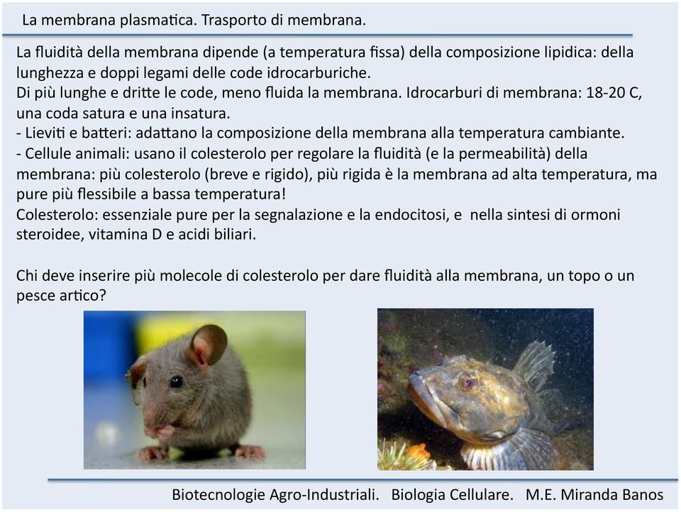 - Cellule animali: usano il colesterolo per regolare la fluidità (e la permeabilità) della membrana: più colesterolo (breve e rigido), più rigida è la membrana ad alta temperatura, ma pure più