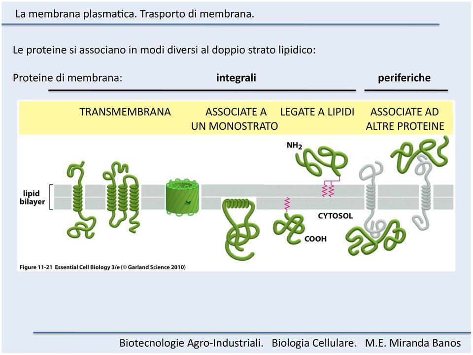 integrali periferiche TRANSMEMBRANA ASSOCIATE A