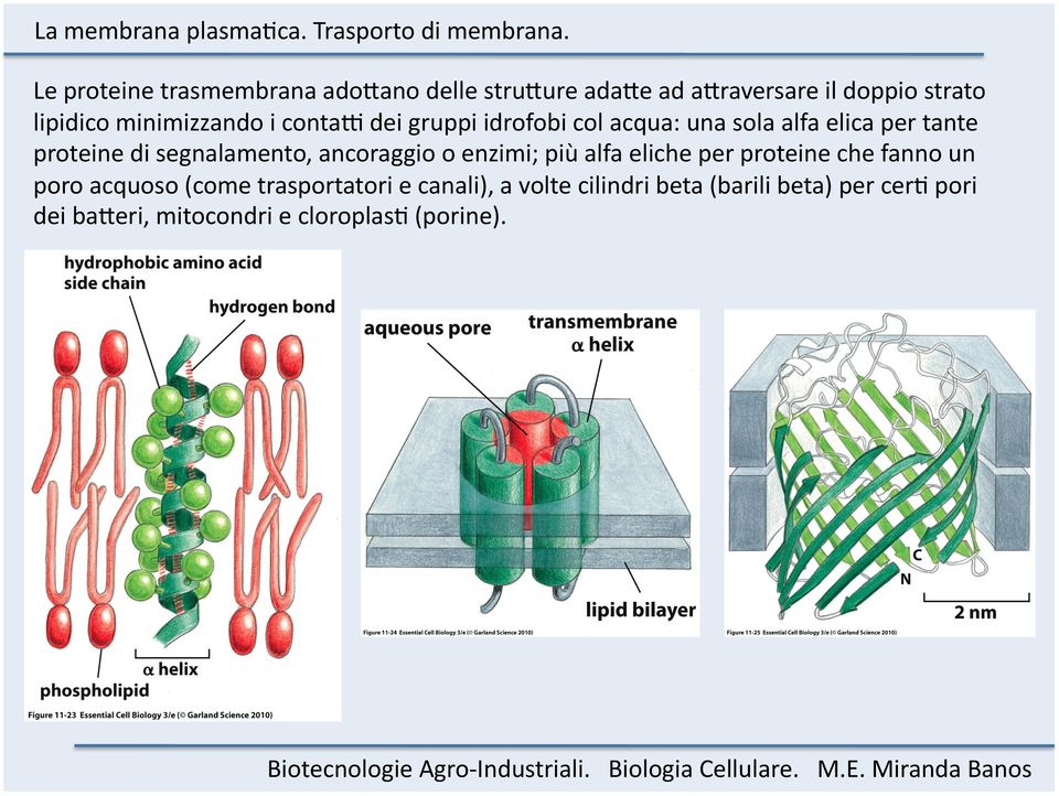 segnalamento, ancoraggio o enzimi; più alfa eliche per proteine che fanno un poro acquoso (come