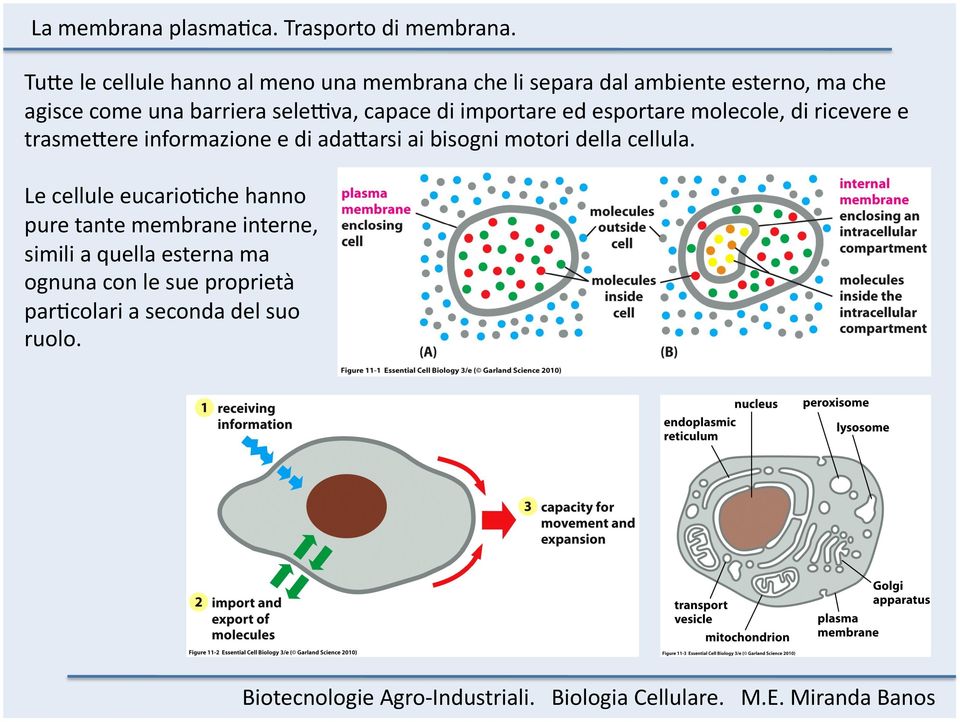 informazione e di ada=arsi ai bisogni motori della cellula.