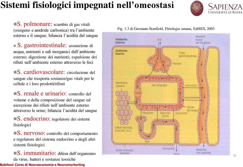 gastrointestinale: assunzione di acqua, nutrienti e sali inorganici dall ambiente esterno; digestione dei nutrienti; espulsione dei rifiuti nell ambiente esterno attraverso le feci S.