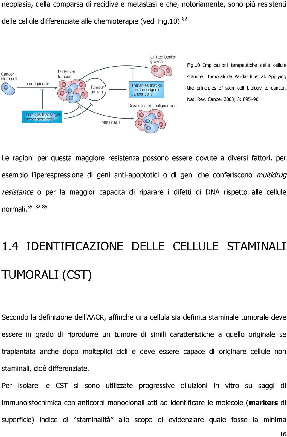 less likely to express differentiation markers and self-renewed enough that assembling neoplasia, into multimeric della comparsa di recidive e metastasi e che, notoriamente, sono più resistenti