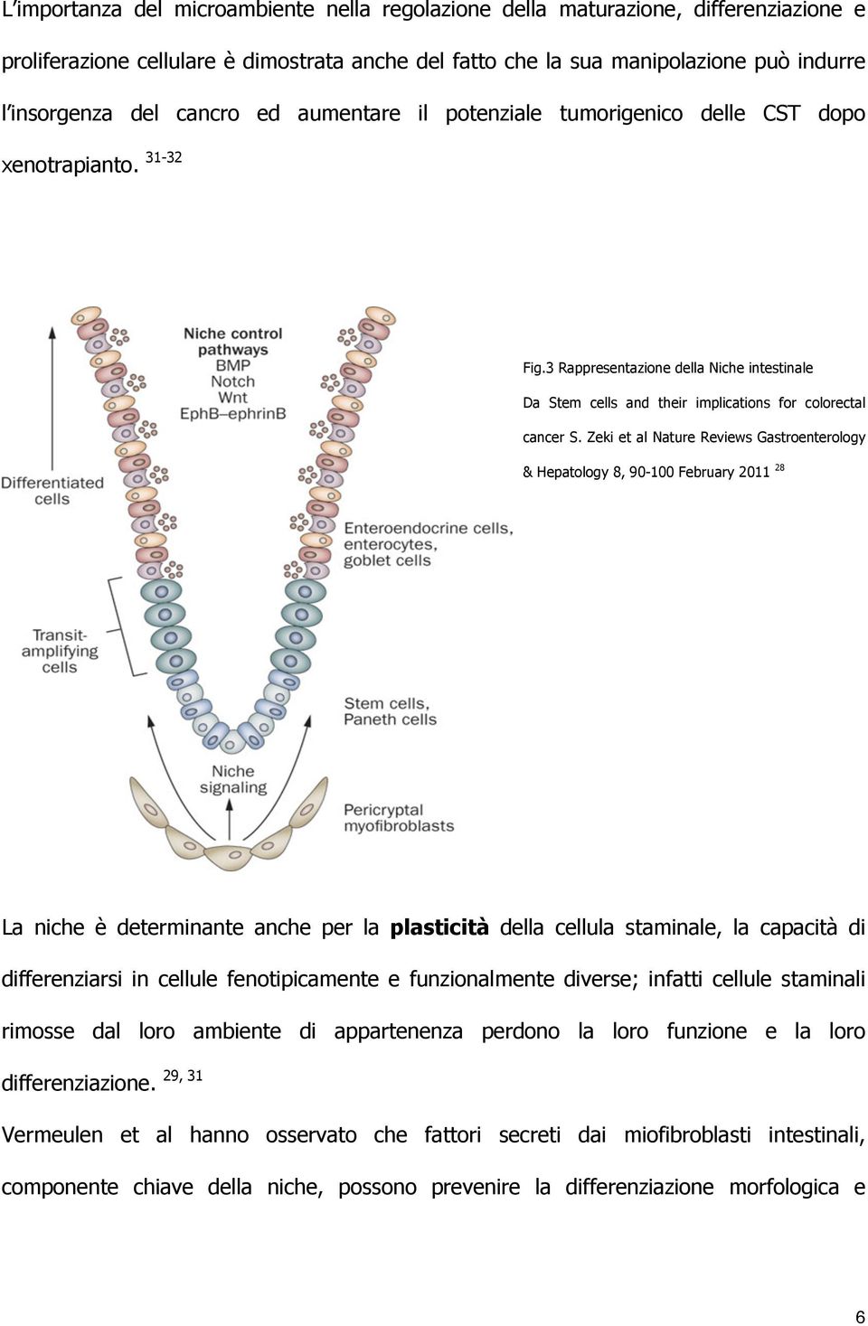 Zeki et al Nature Reviews Gastroenterology & Hepatology 8, 90-100 February 2011 28 La niche è determinante anche per la plasticità della cellula staminale, la capacità di differenziarsi in cellule