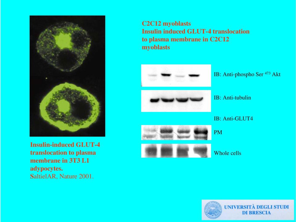 Anti-tubulin IB: Anti-GLUT4 PM Insulin-induced GLUT-4