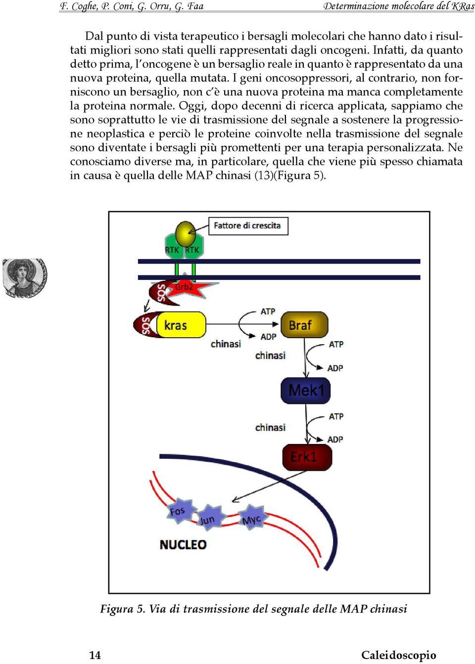 I geni oncosoppressori, al contrario, non forniscono un bersaglio, non c è una nuova proteina ma manca completamente la proteina normale.