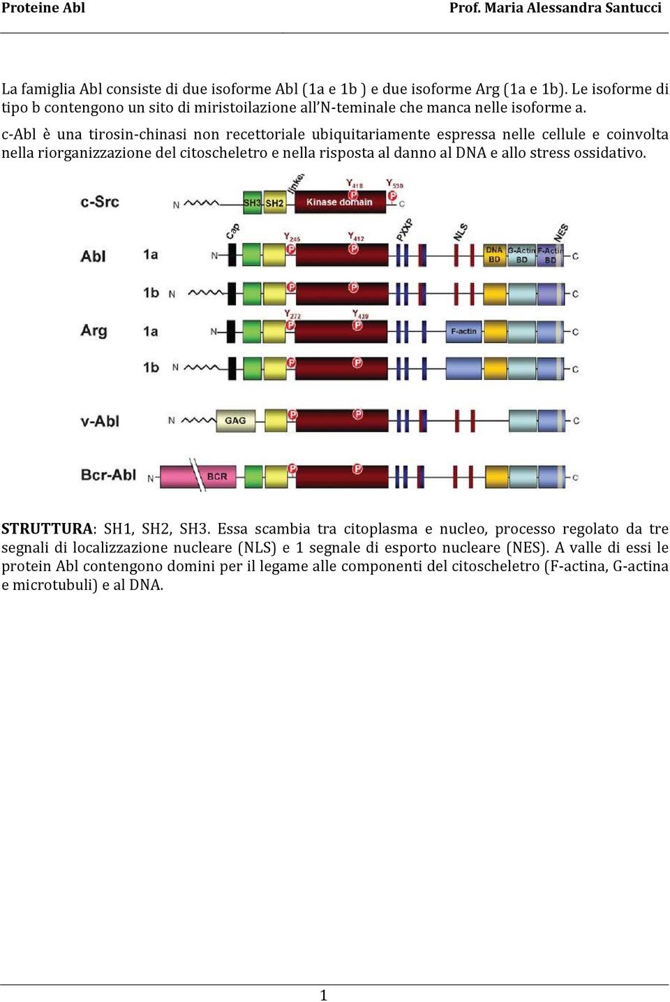 c-abl è una tirosin-chinasi non recettoriale ubiquitariamente espressa nelle cellule e coinvolta nella riorganizzazione del citoscheletro e nella risposta al danno al DNA e