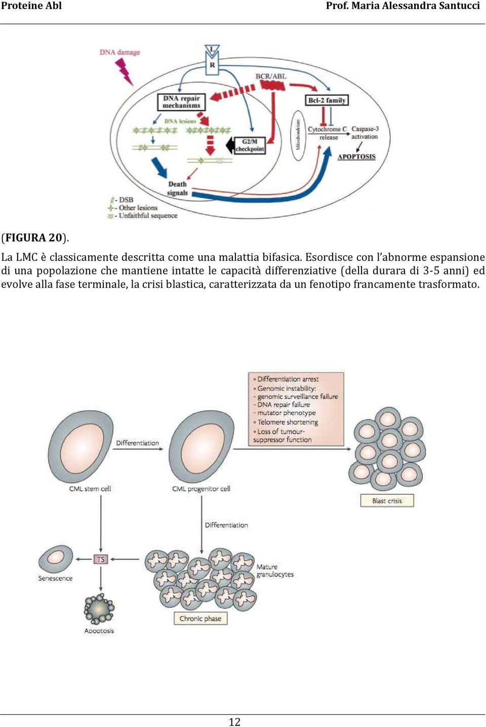 capacità differenziative (della durara di 3-5 anni) ed evolve alla fase