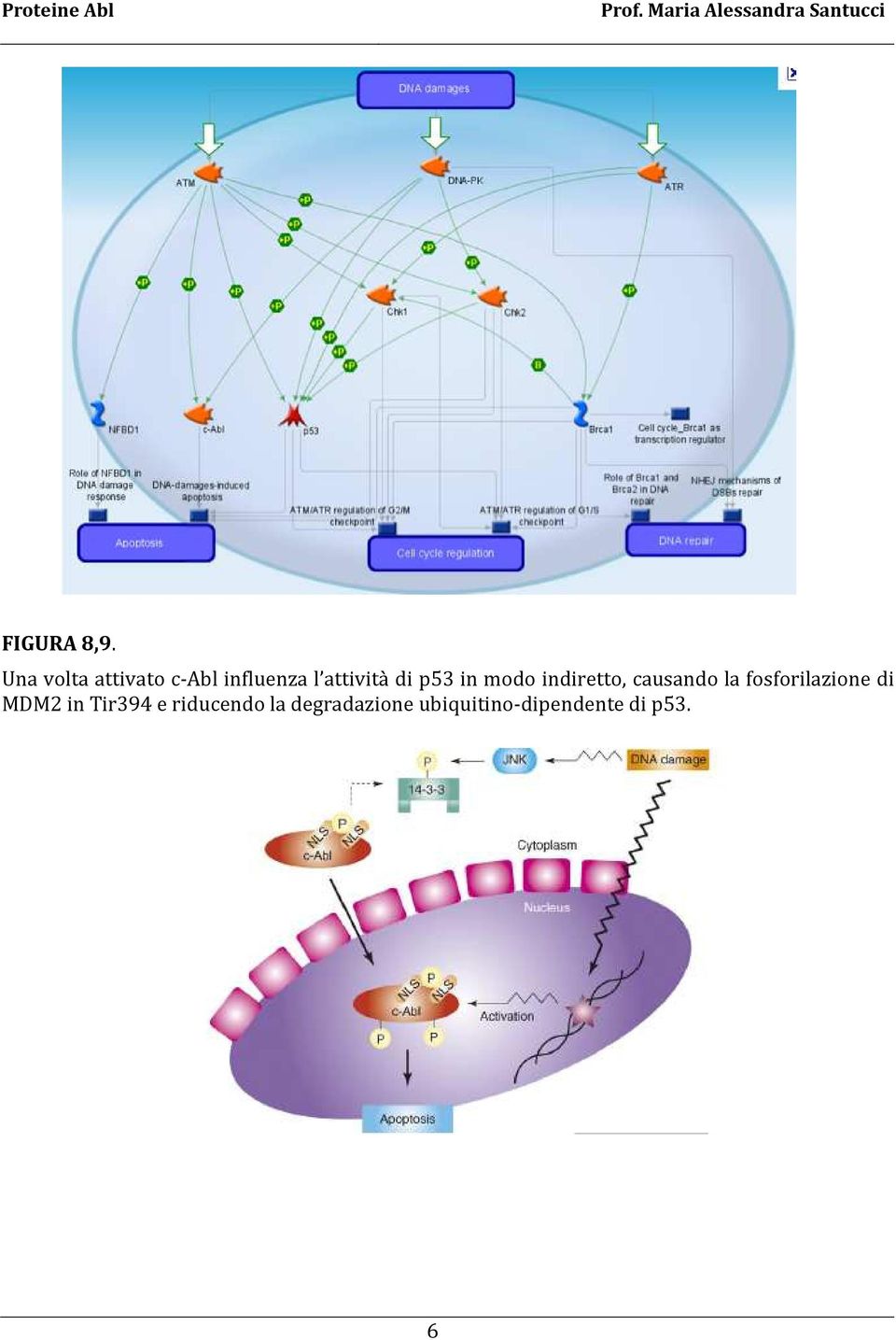 di p53 in modo indiretto, causando la