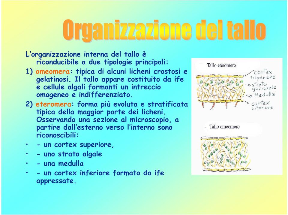 2) eteromera: forma più evoluta e stratificata tipica della maggior parte dei licheni.