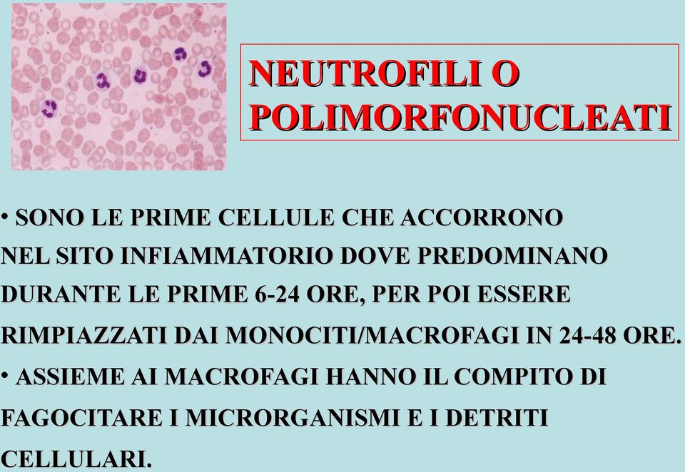 ESSERE RIMPIAZZATI DAI MONOCITI/MACROFAGI IN 24-48 ORE.