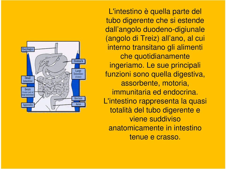 Le sue principali funzioni sono quella digestiva, assorbente, motoria, immunitaria ed endocrina.