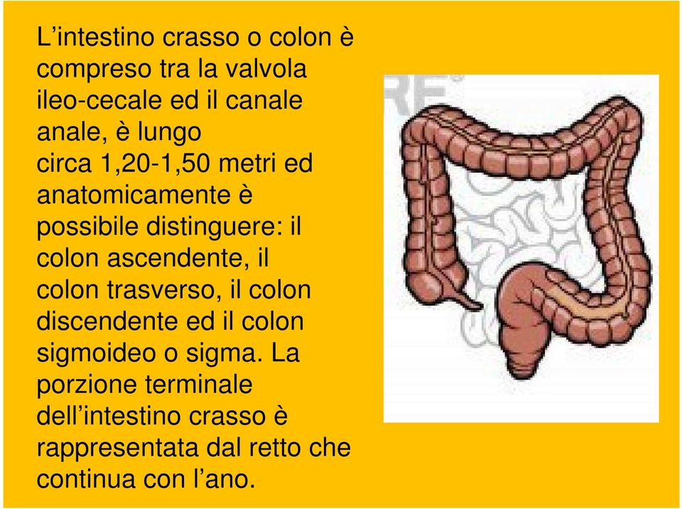 ascendente, il colon trasverso, il colon discendente ed il colon sigmoideo o sigma.