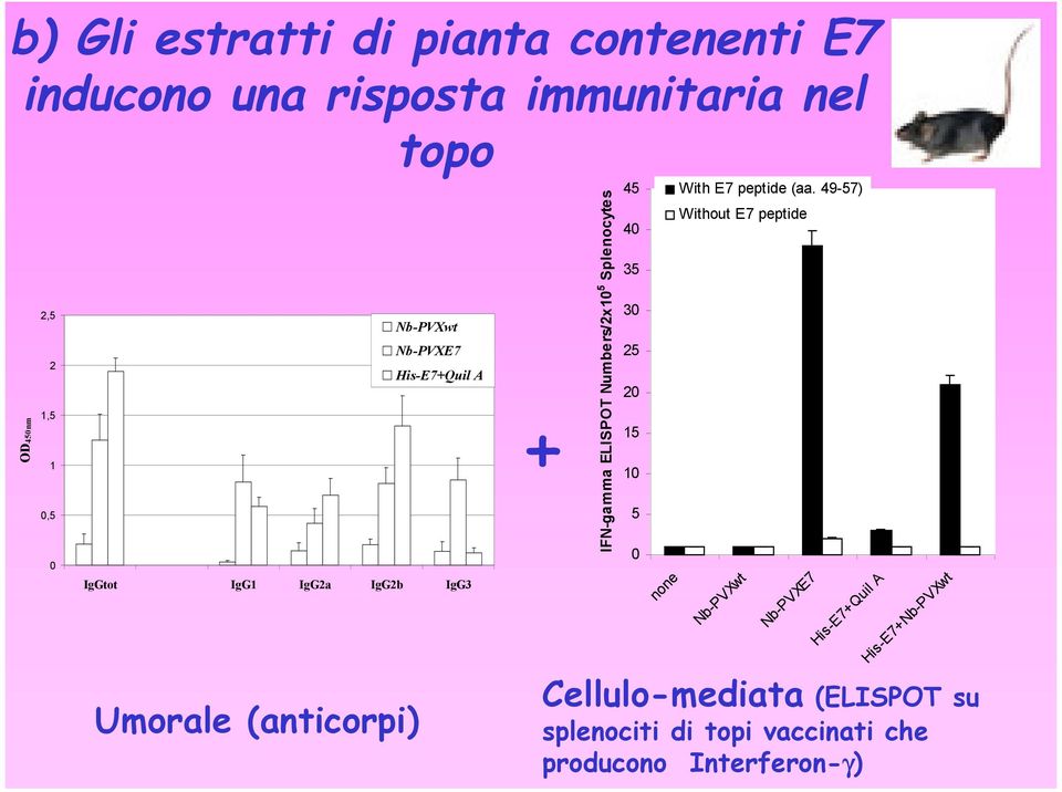 40 35 30 25 20 15 10 5 0 none With E7 peptide (aa.