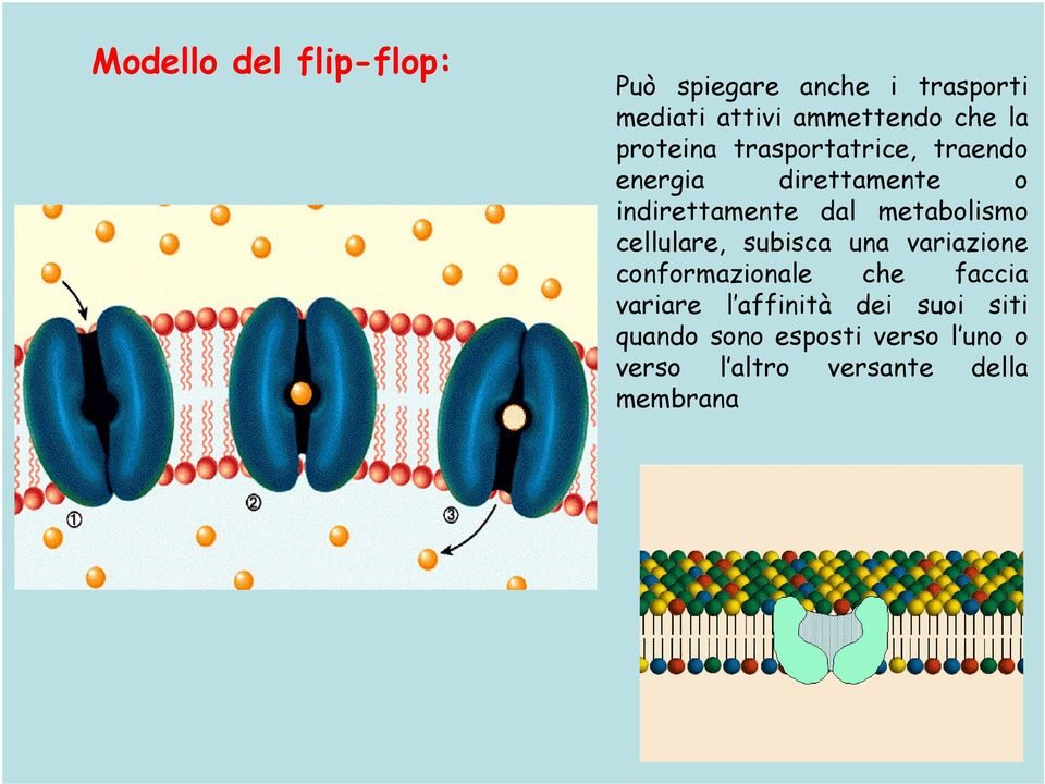 metabolismo cellulare, subisca una variazione conformazionale che faccia variare l