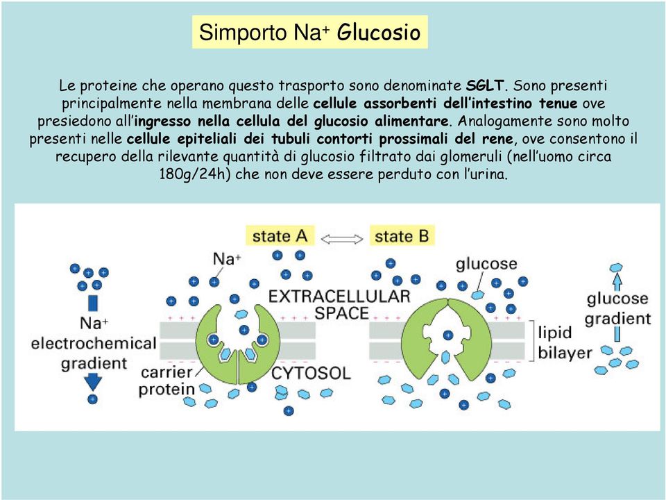 cellula del glucosio alimentare.