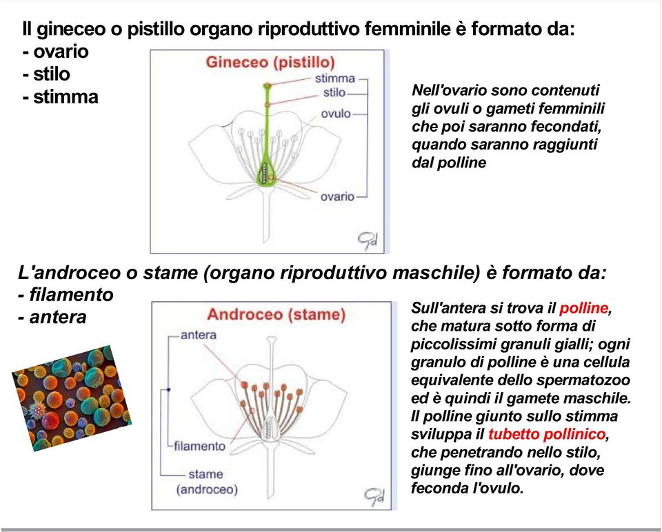 Sull'antera si trova il polline, che matura sotto forma di piccolissimi granuli gialli; ogni granulo di polline è una cellula equivalente dello