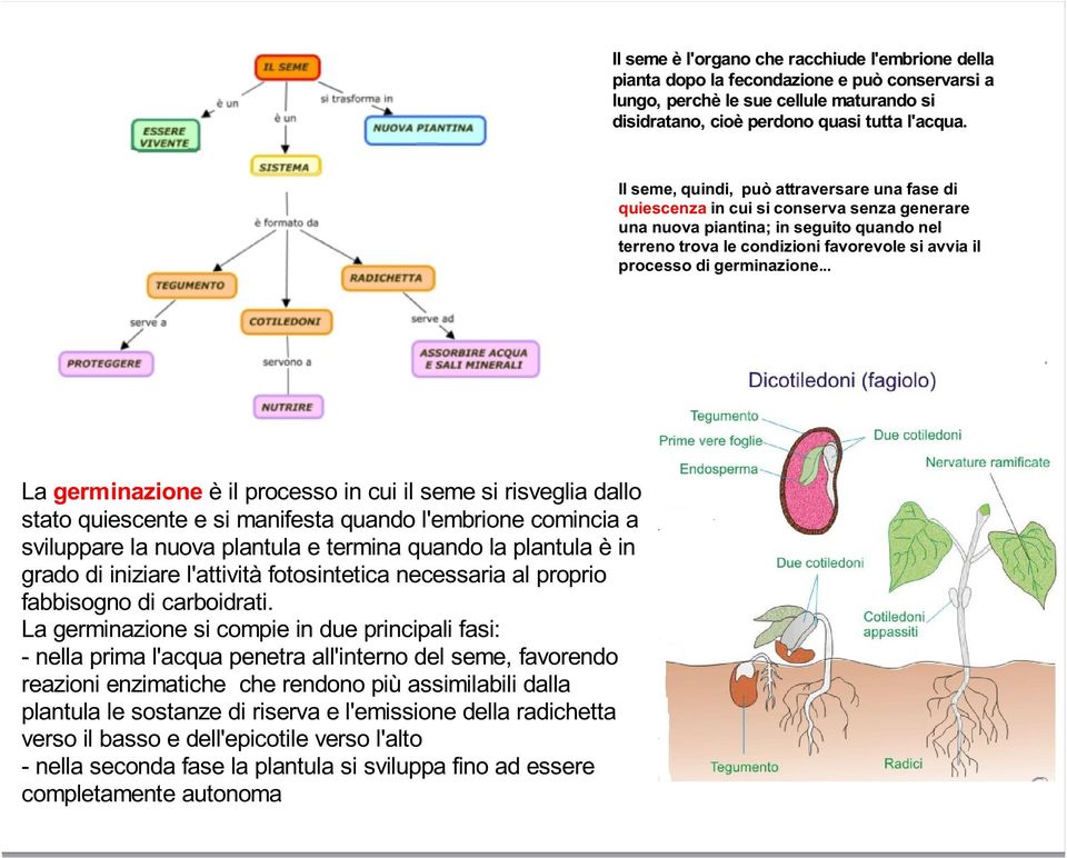 germinazione.