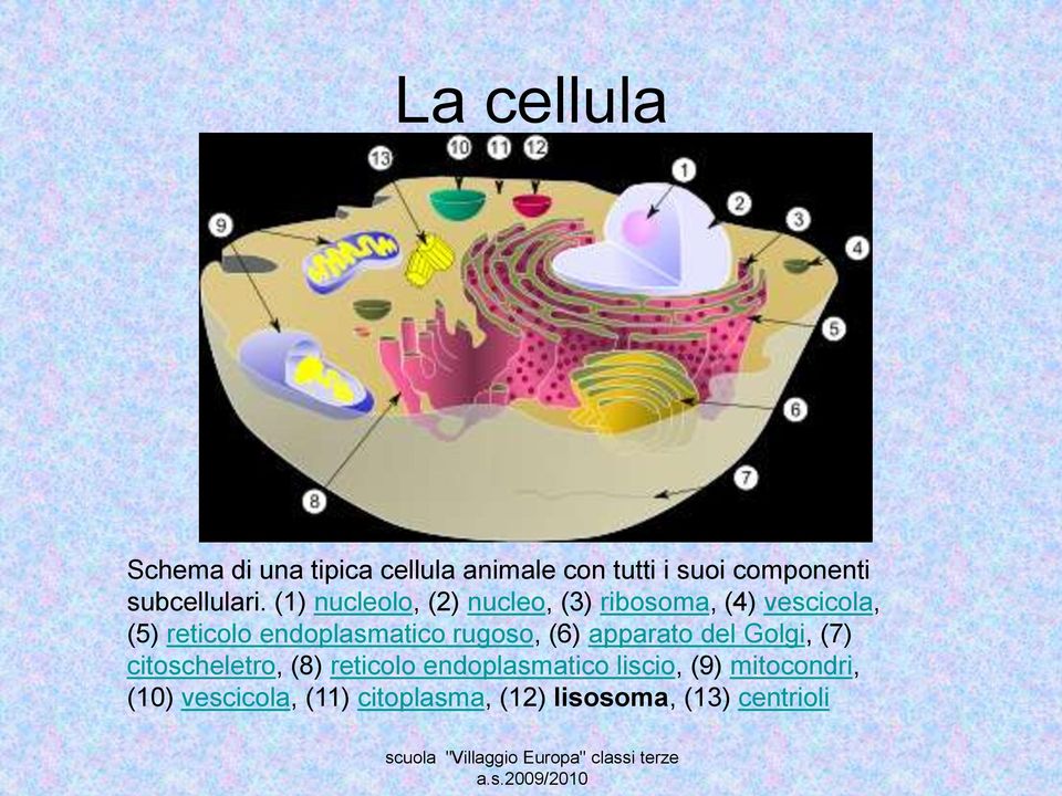 apparato del Golgi, (7) citoscheletro, (8) reticolo endoplasmatico liscio, (9) mitocondri, (10)