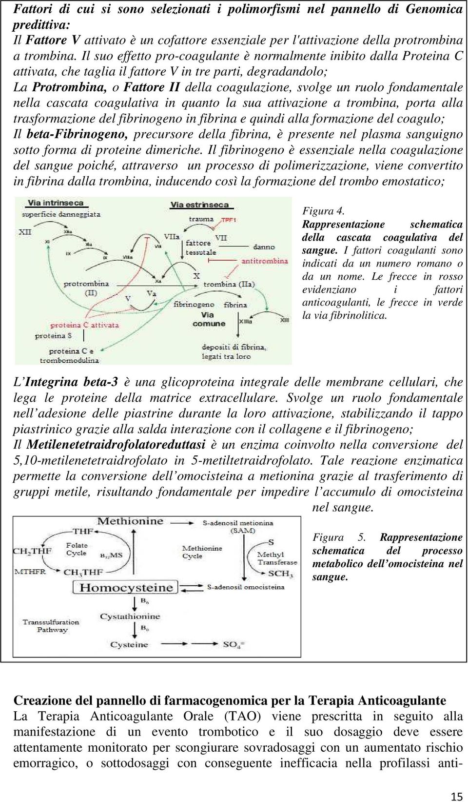 fondamentale nella cascata coagulativa in quanto la sua attivazione a trombina, porta alla trasformazione del fibrinogeno in fibrina e quindi alla formazione del coagulo; Il beta-fibrinogeno,