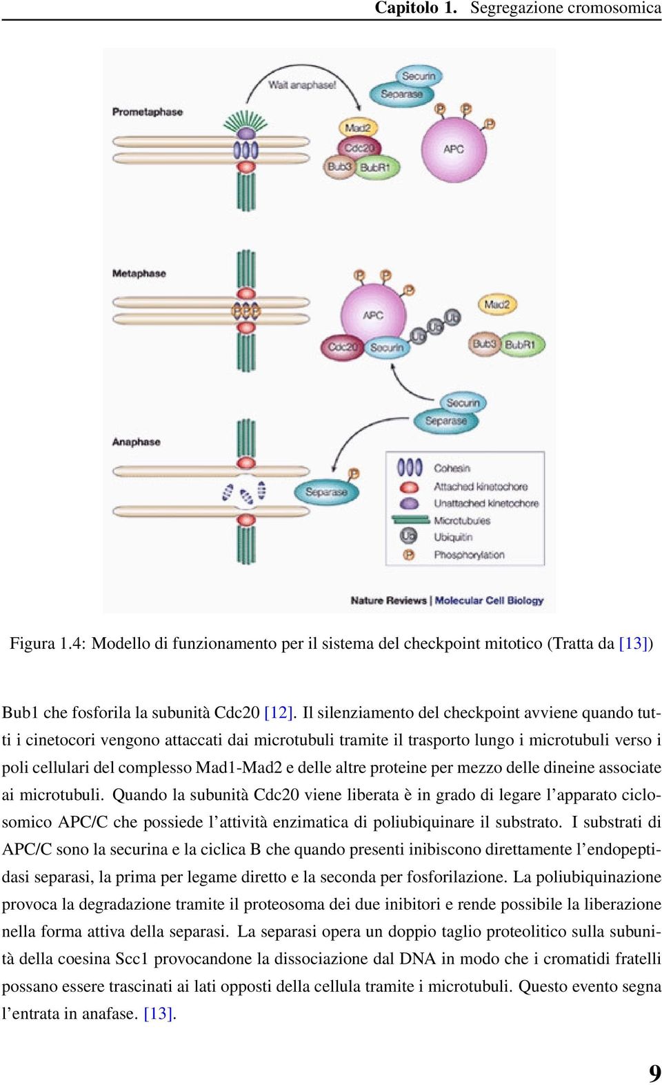 altre proteine per mezzo delle dineine associate ai microtubuli.