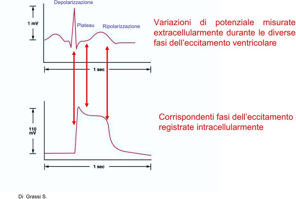 diverse fasi dell eccitamento ventricolare