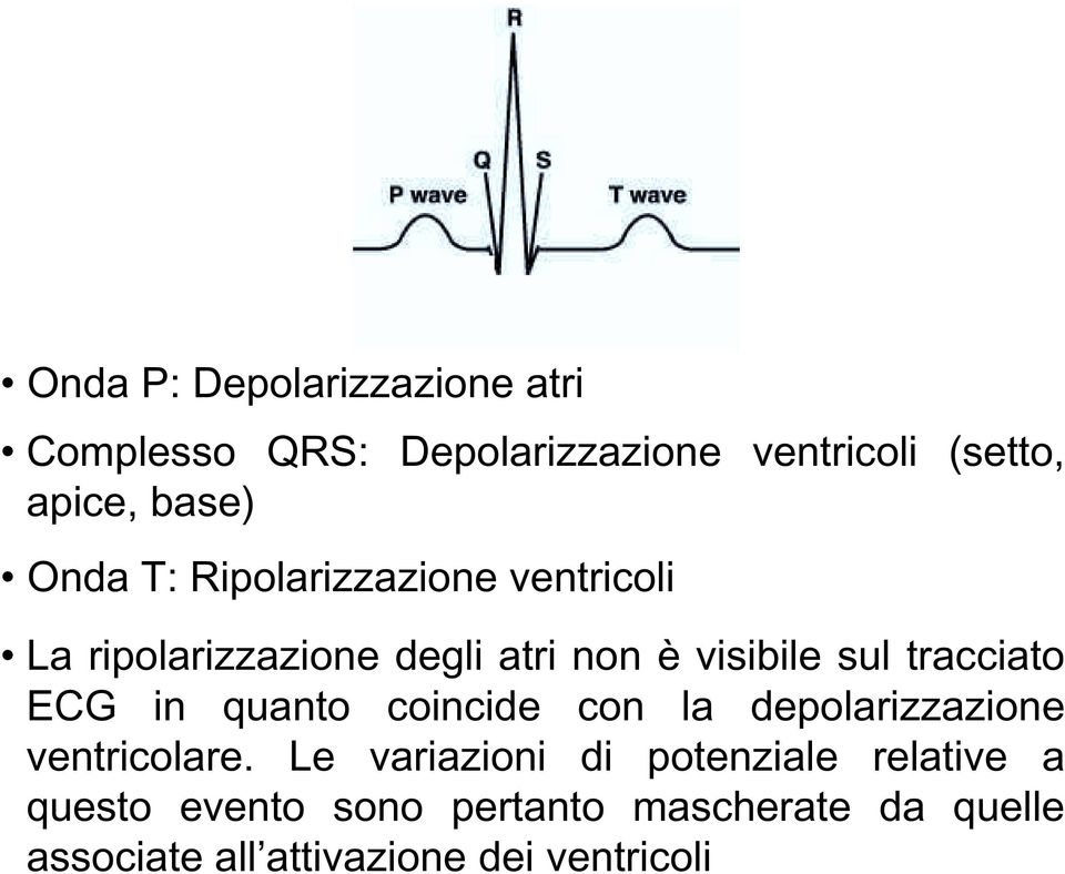 tracciato ECG in quanto coincide con la depolarizzazione ventricolare.