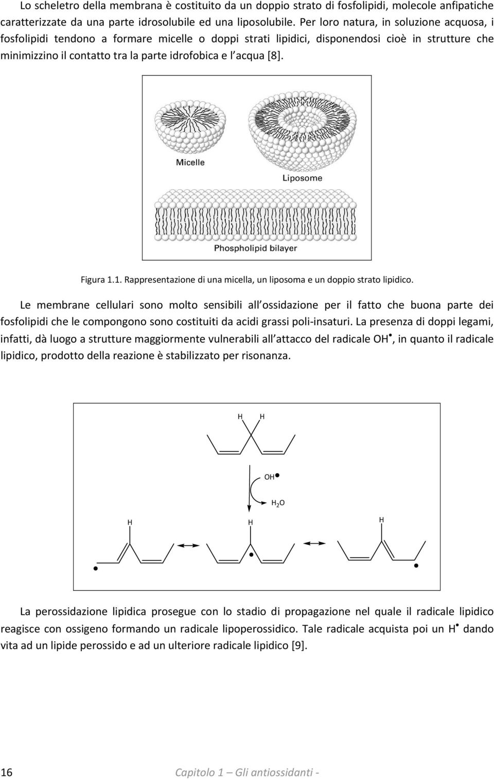 [8]. Figura 1.1. Rappresentazione di una micella, un liposoma e un doppio strato lipidico.