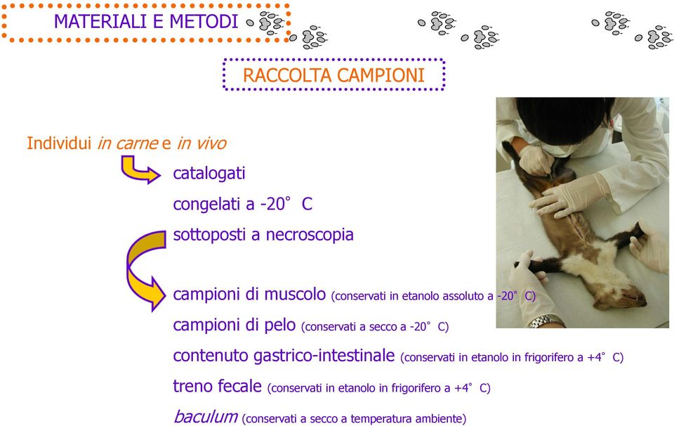 (conservati a secco a -20 C) contenuto gastrico-intestinale (conservati in etanolo in frigorifero a +4